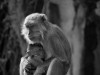 Long Tailed Macaque breastfeeding baby

Trip: Brunei to Bangkok
Entry: Kuala Lumpur
Date Taken: 06 Dec/03
Country: Malaysia
Taken By: Mark
Viewed: 1704 times
Rated: 8.0/10 by 3 people